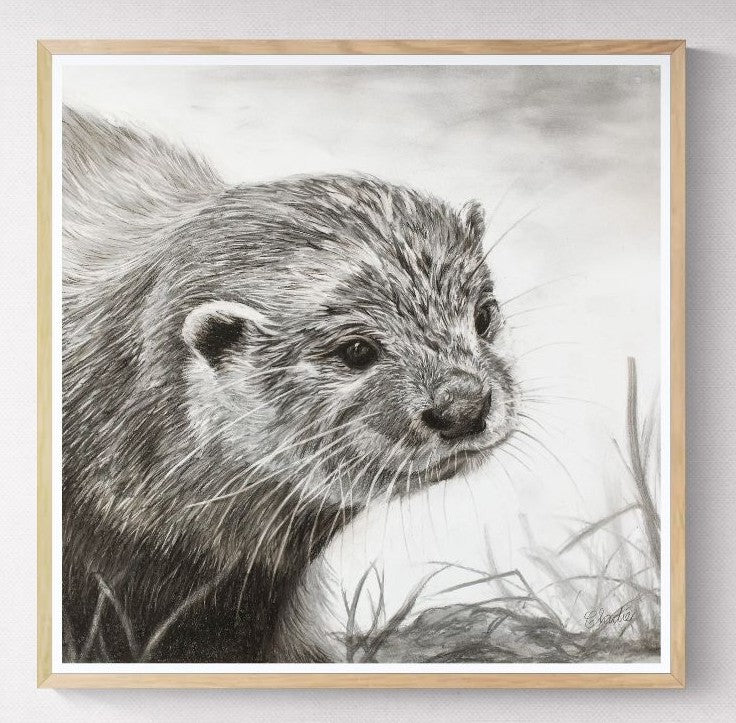 Cape Clawless Otter