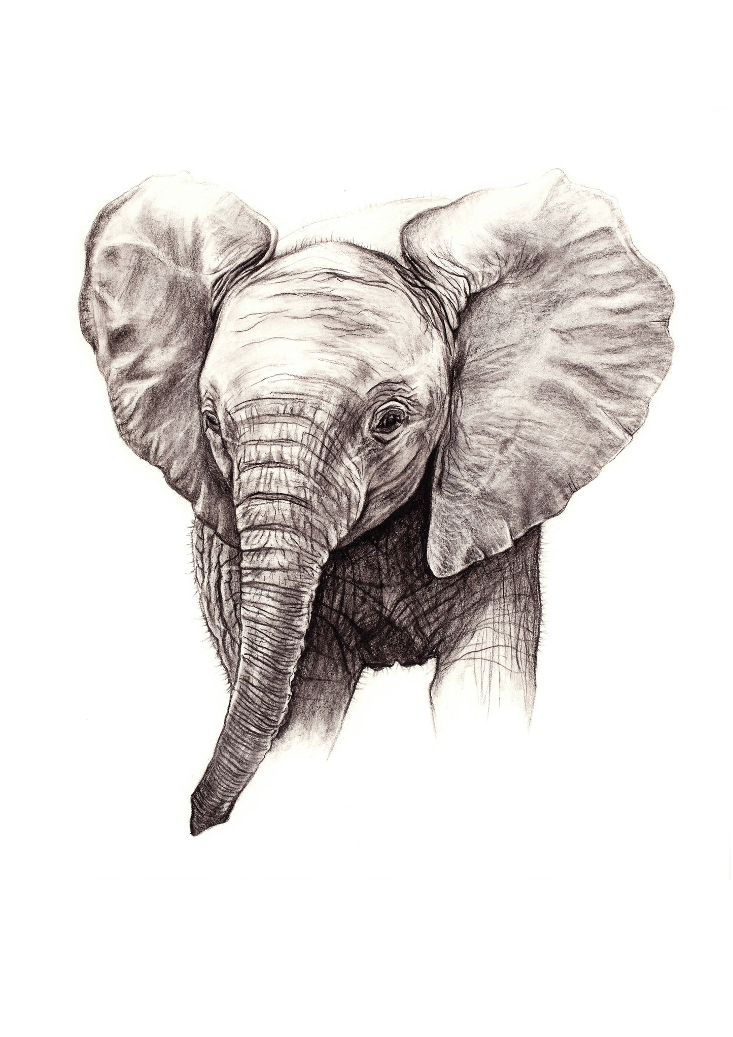Baby Elephant