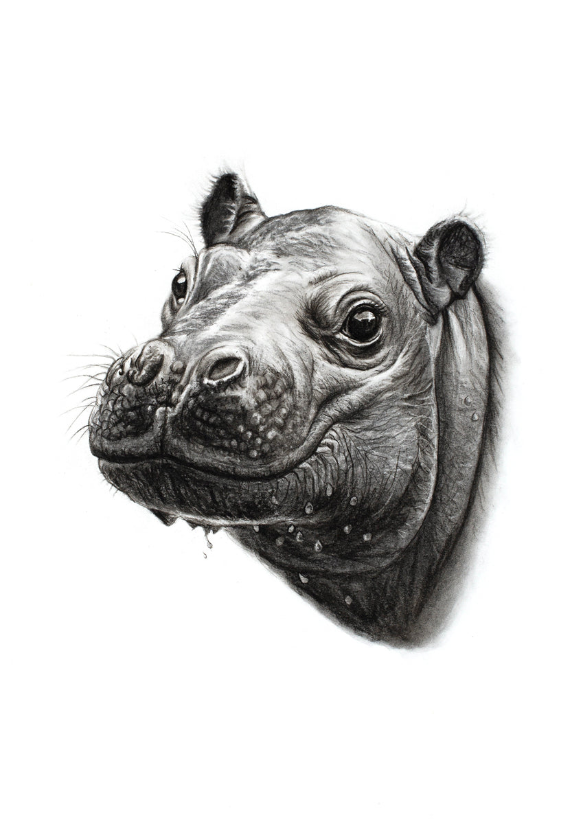 Baby Hippopotamus