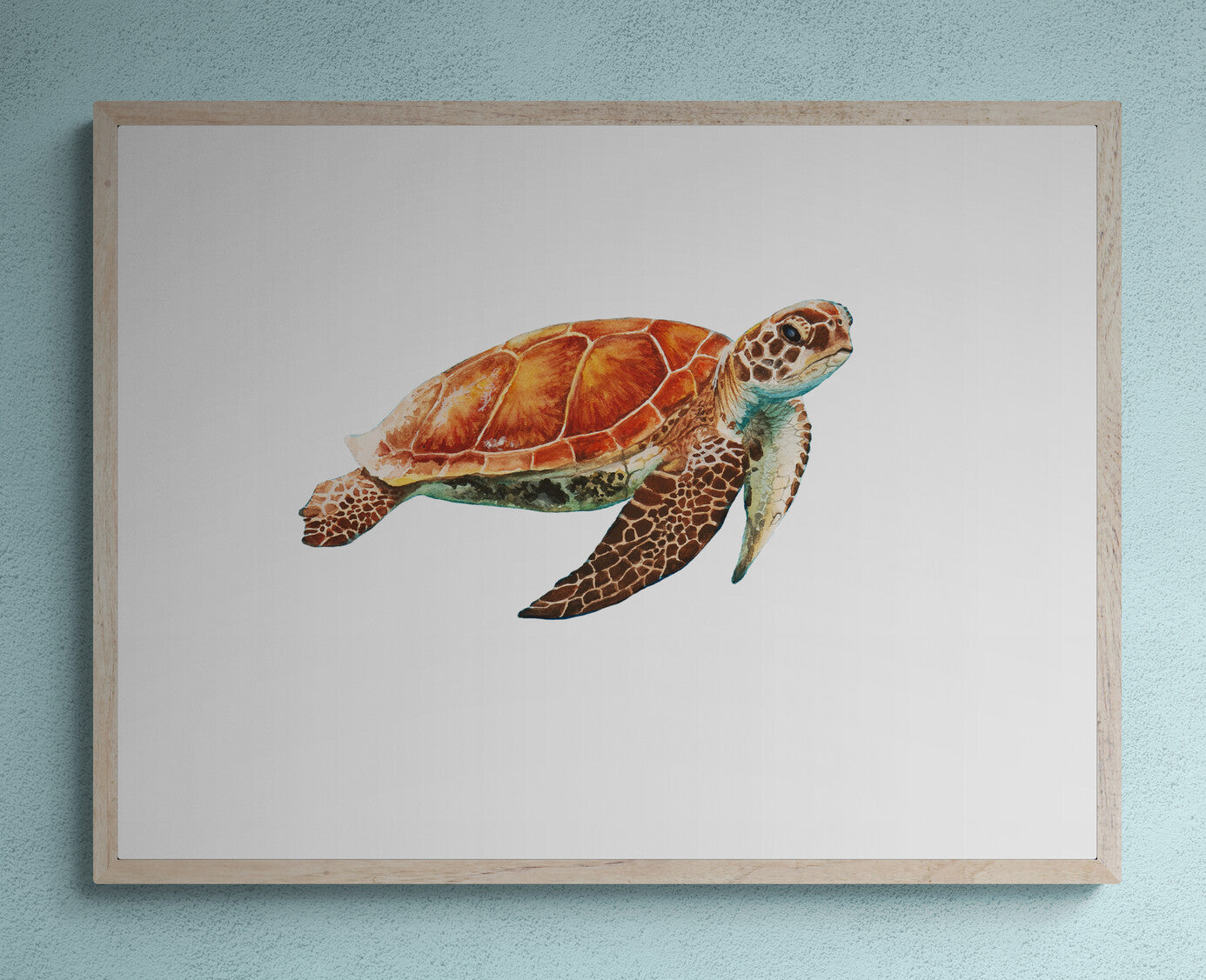 Sea Turtle with white background