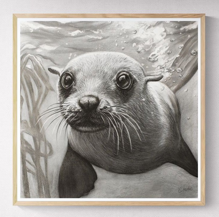 Cape Fur Seal