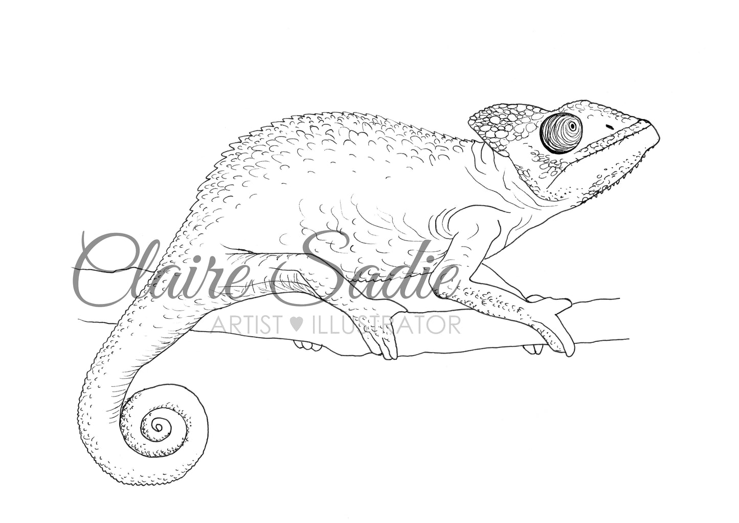 Wildlife colouring in book