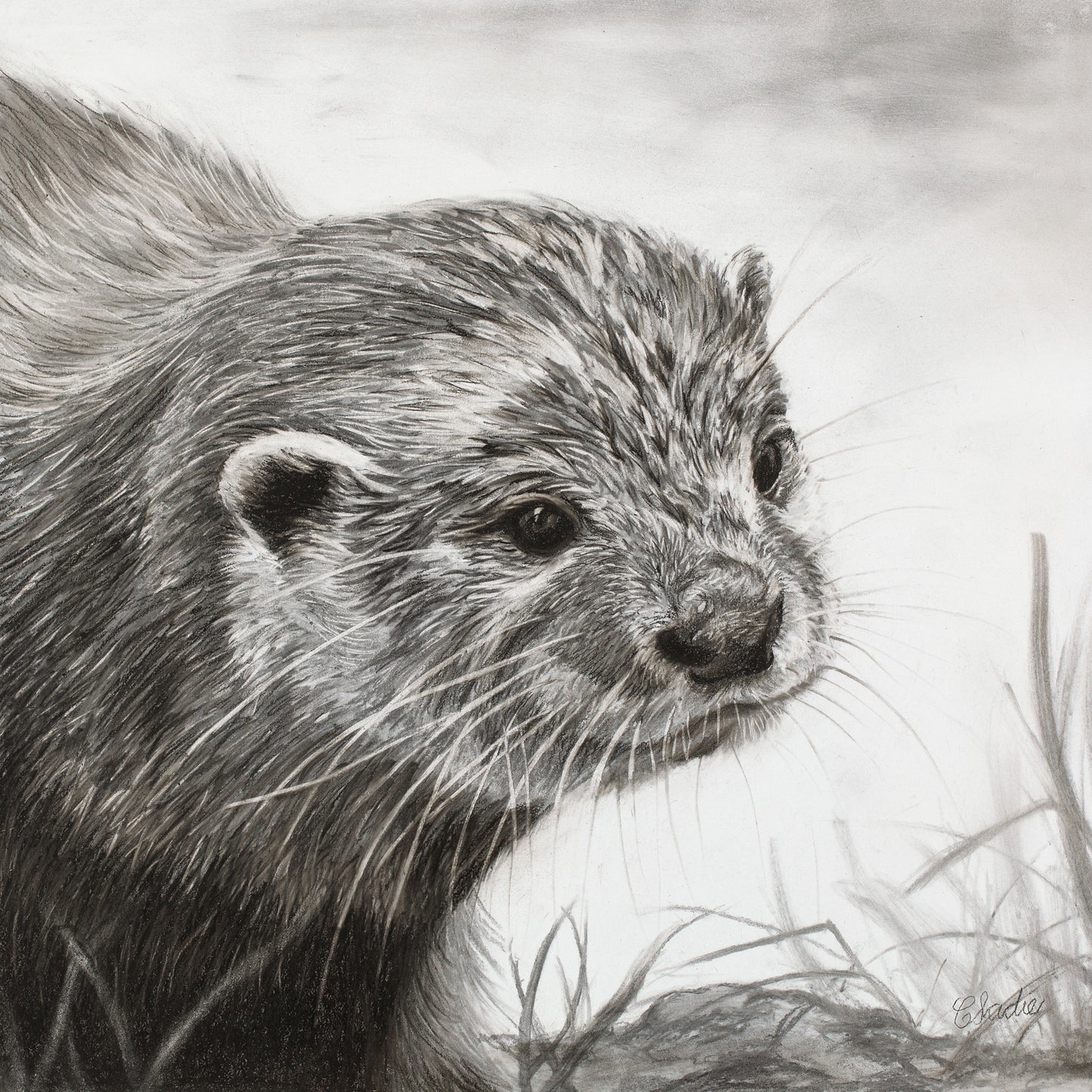 Cape Clawless Otter