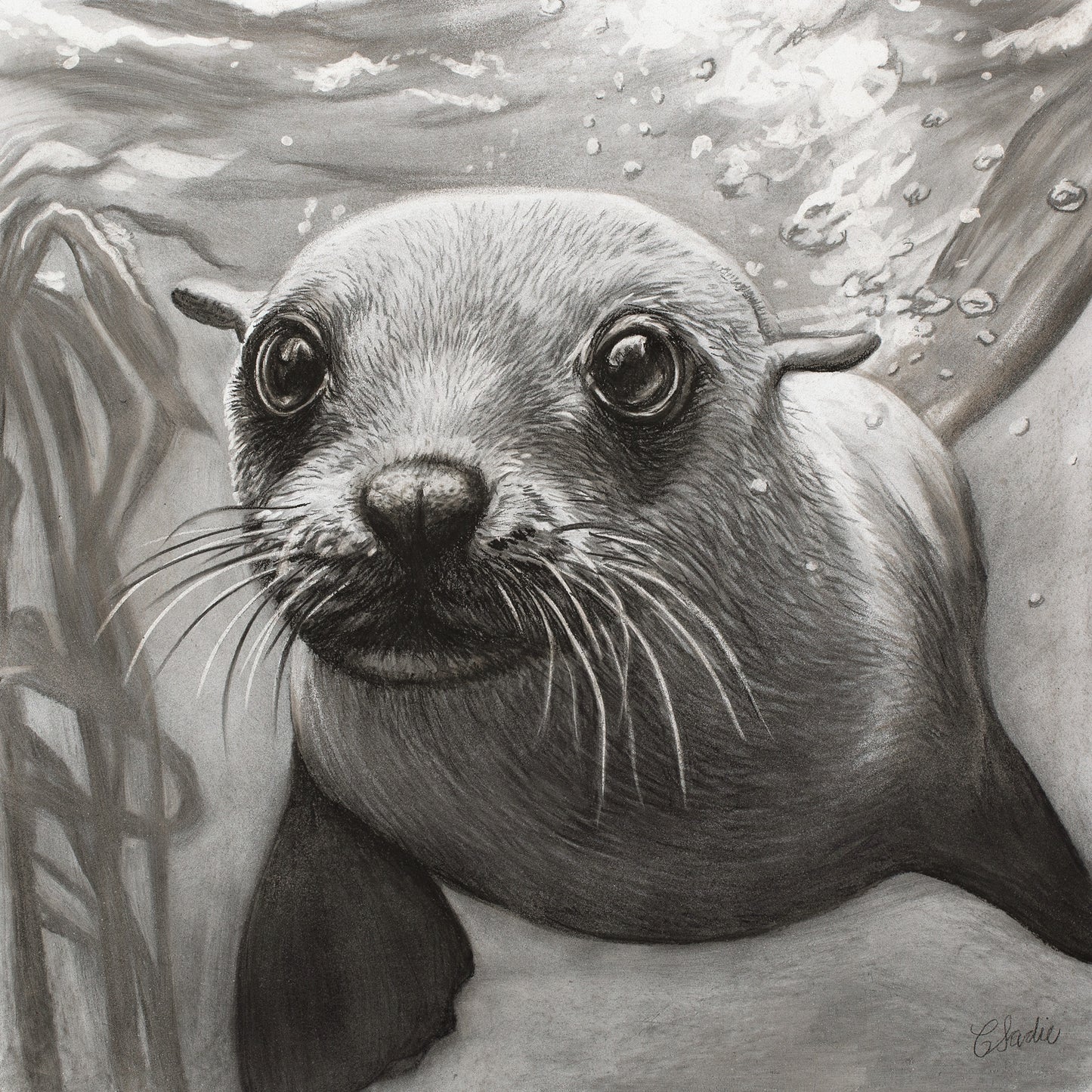 Cape Fur Seal