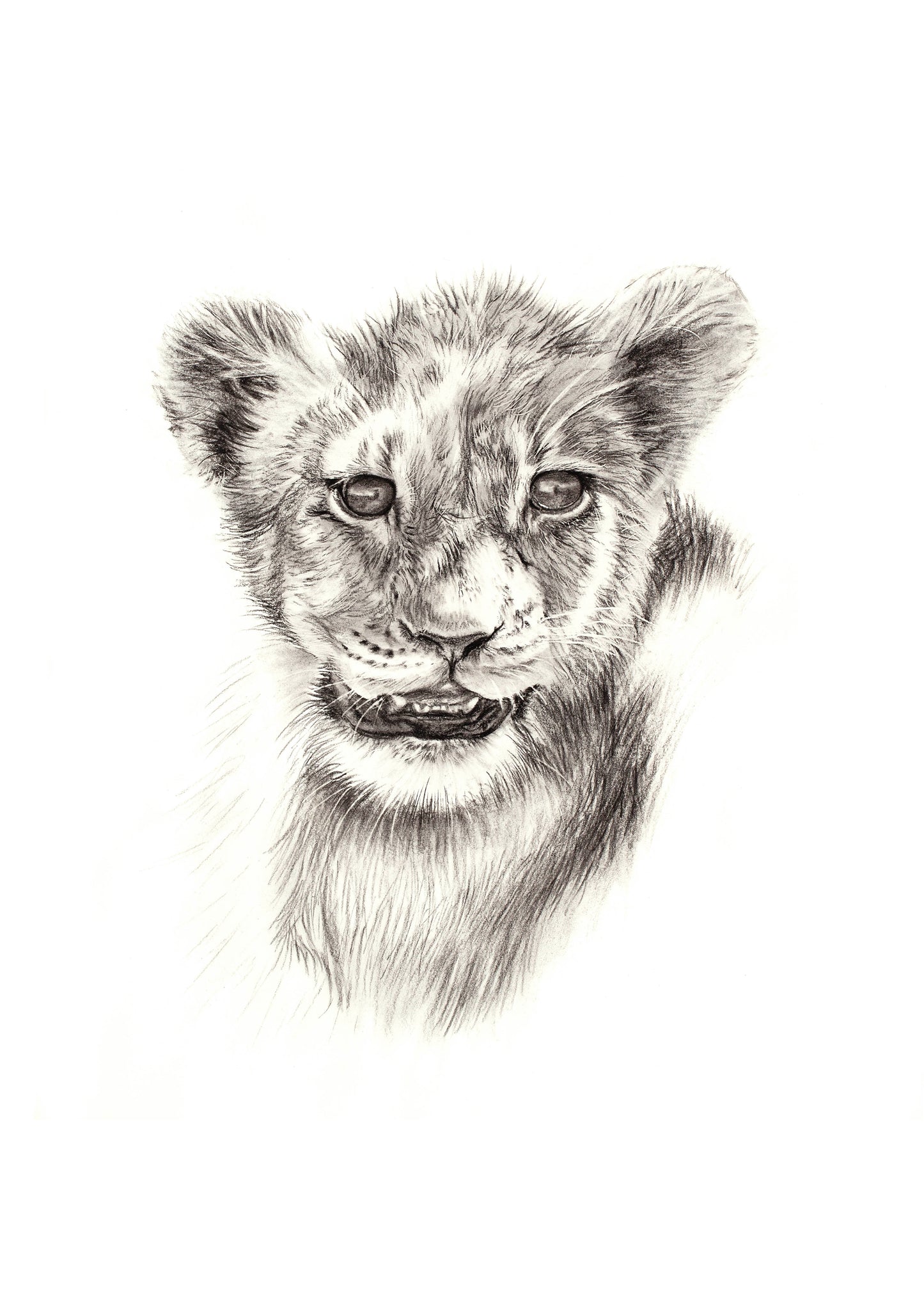 Lion Cub