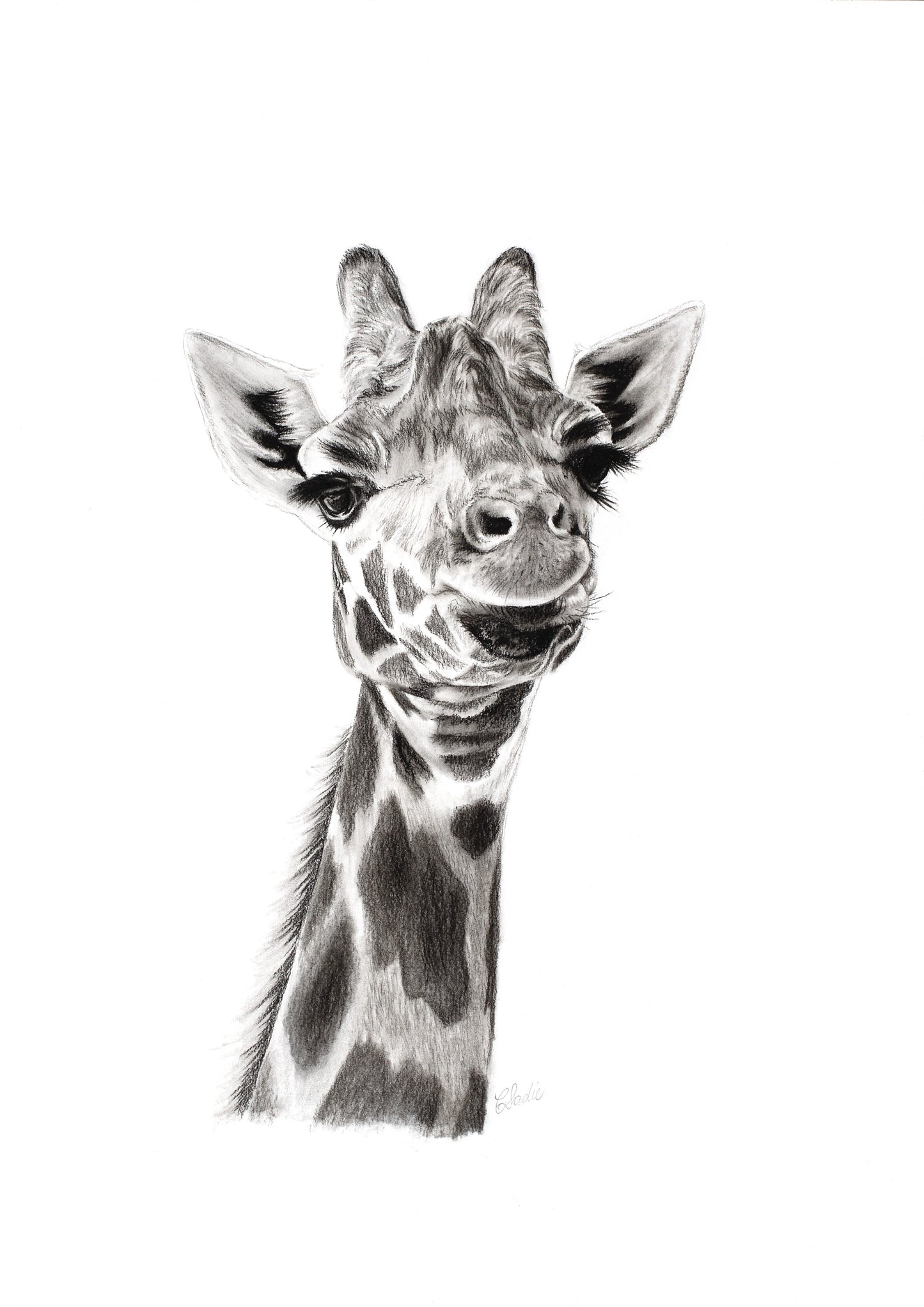 Baby Giraffe