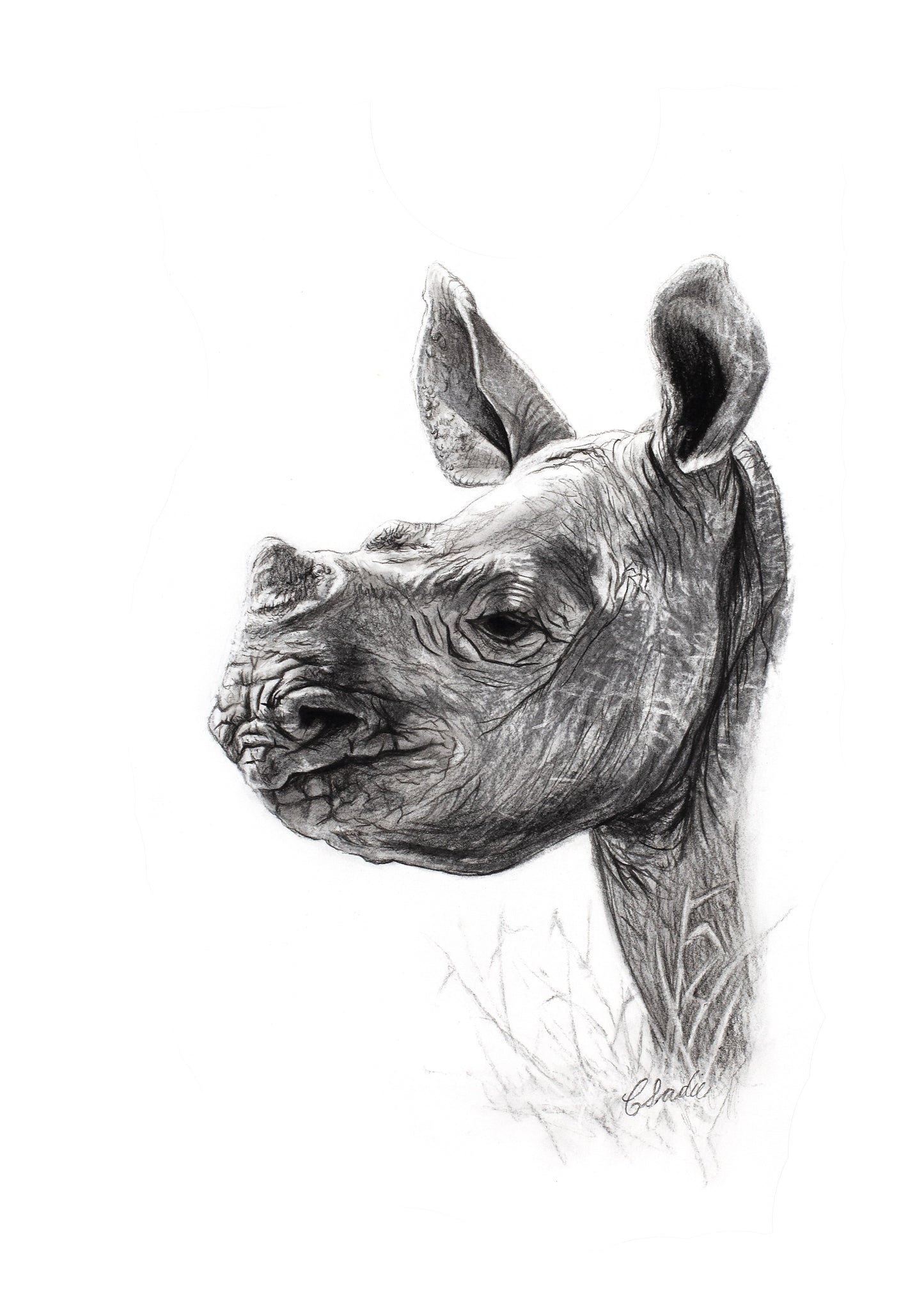 Baby Rhino