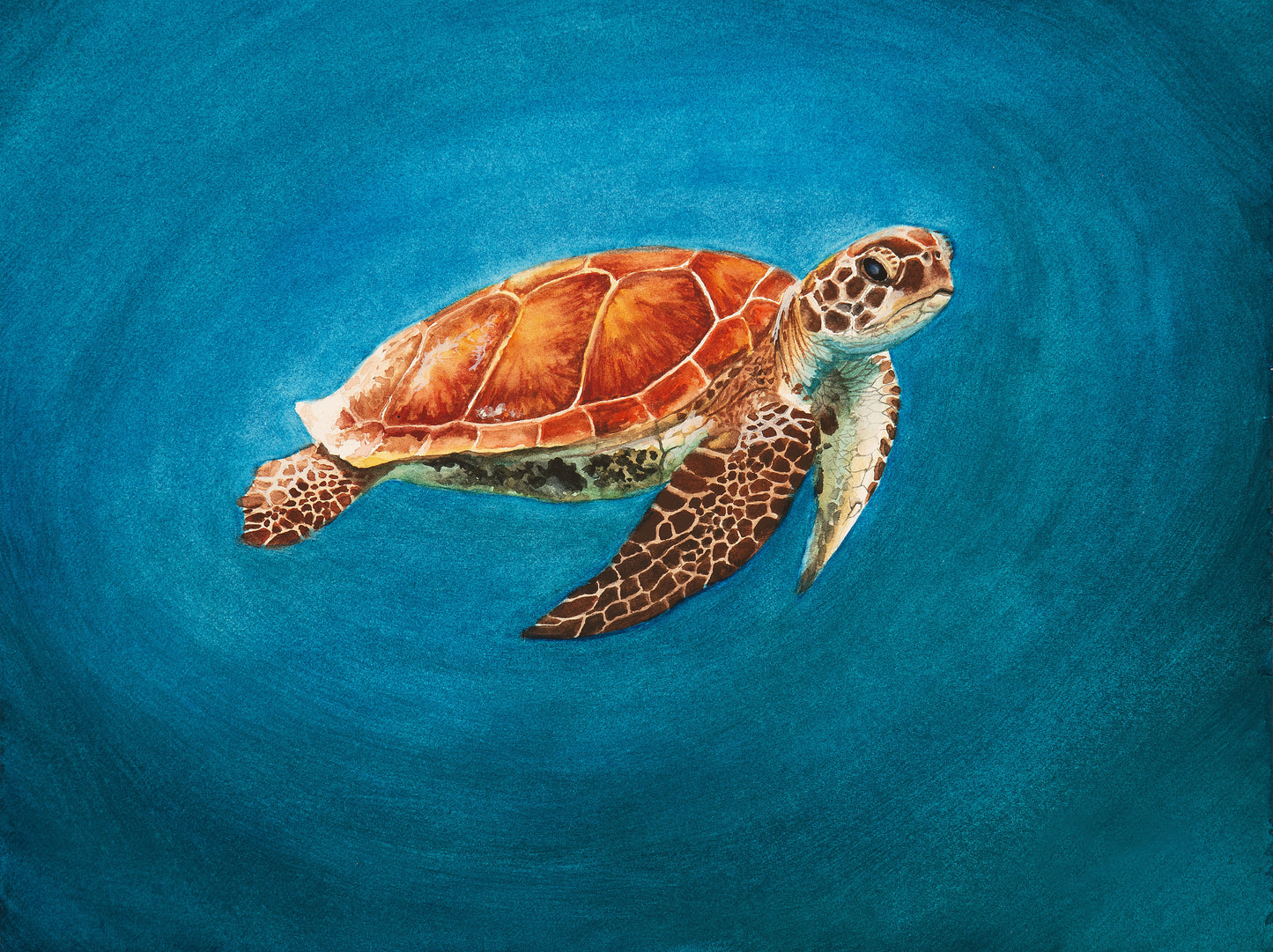 Sea Turtle